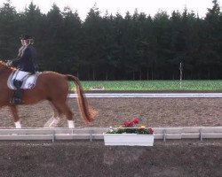 Dressurpferd Robinson 148 (Hannoveraner, 2002, von Rotspon)