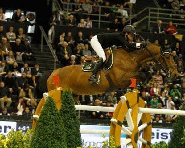 jumper Maestro de La Loge (Selle Français, 2000, from Esterel des Bois)
