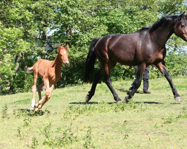 broodmare Rabea 41 (Oldenburg, 1995, from Rohdiamant) broodmare Rabea 41 (Oldenburg, 1995, from Rohdiamant)