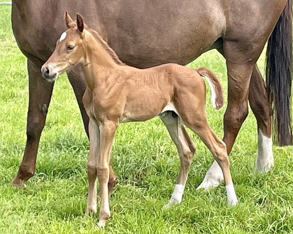 horse Nario S (Holsteiner, 2022, from Nerrado)
