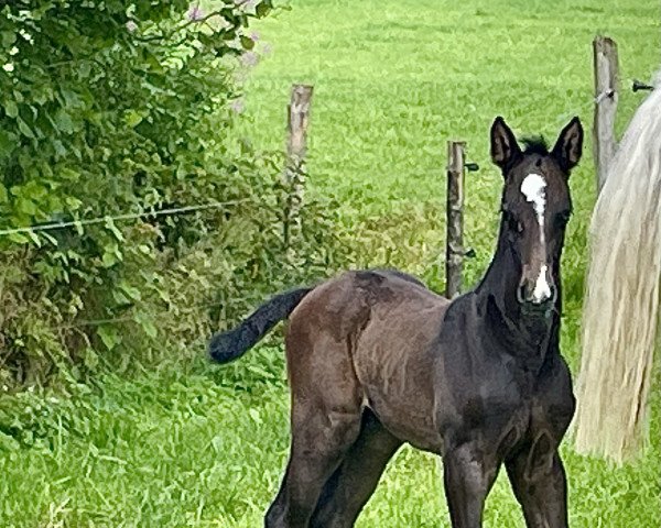 horse Quwentino S (Holsteiner, 2022, from Cornet's Quaprice)