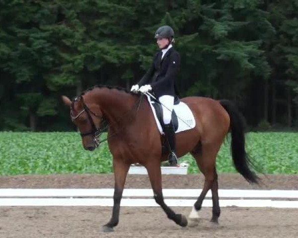 dressage horse Fontane 24 (Westphalian, 2005, from Florestan I)