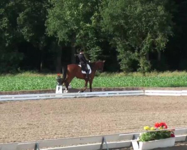 dressage horse Der Chef 4 (Westphalian, 2002, from Dimension)