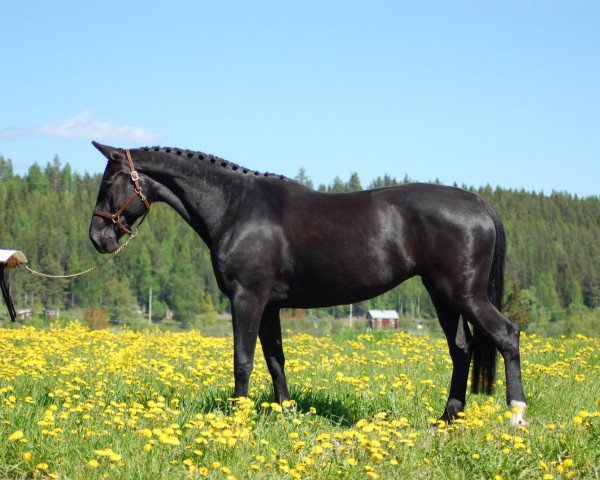 Pferd Chanel (Deutsches Sportpferd, 2004, von Chacon)