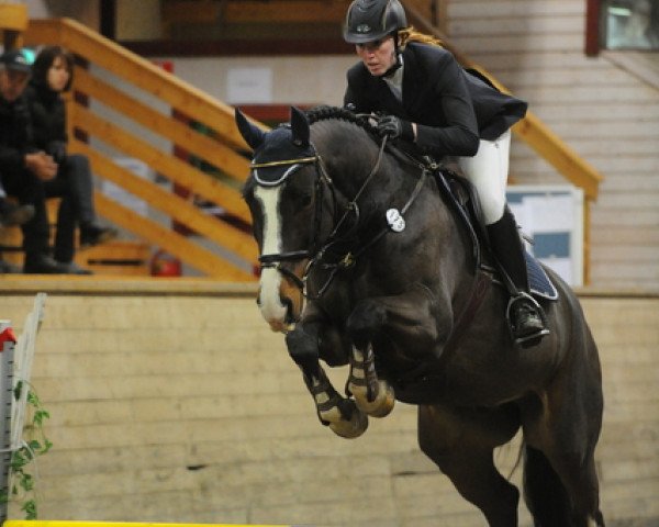 horse Tornado Surprise E (Hanoverian, 2007, from Toronto)