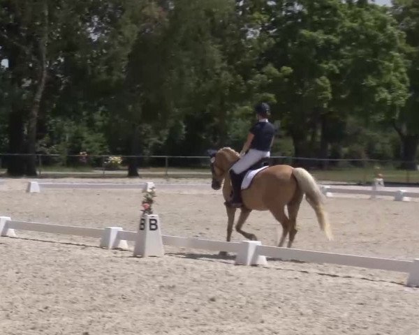 Reitturnier Rot am See- Musdorf 2022