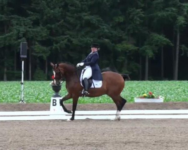 Dressurpferd Pentimento (Hannoveraner, 2004, von Prince Thatch xx)