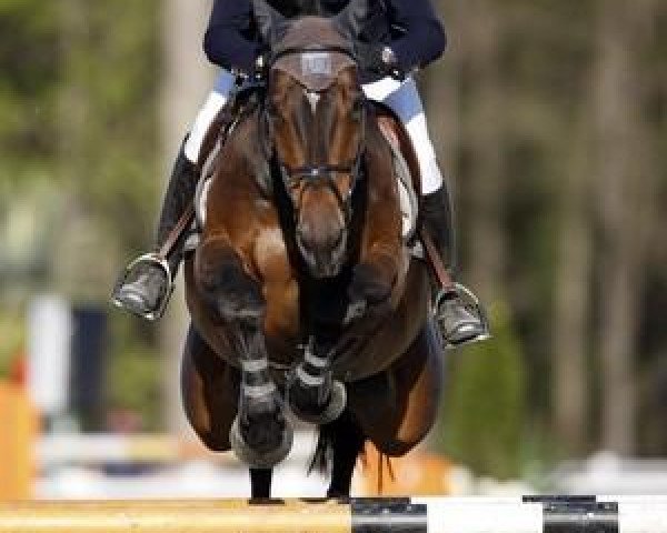 Springpferd Carpalo (Holsteiner, 2001, von Contender)