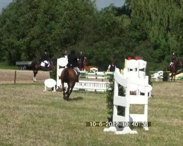 jumper Devenport 2 (Westphalian, 1999, from Donadoni)