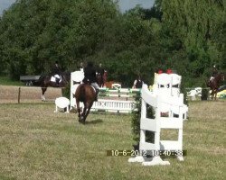 jumper Devenport 2 (Westphalian, 1999, from Donadoni)