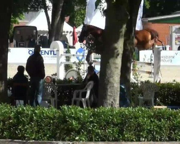 Springpferd Lennard (KWPN (Niederländisches Warmblut), 2003, von Lennard)