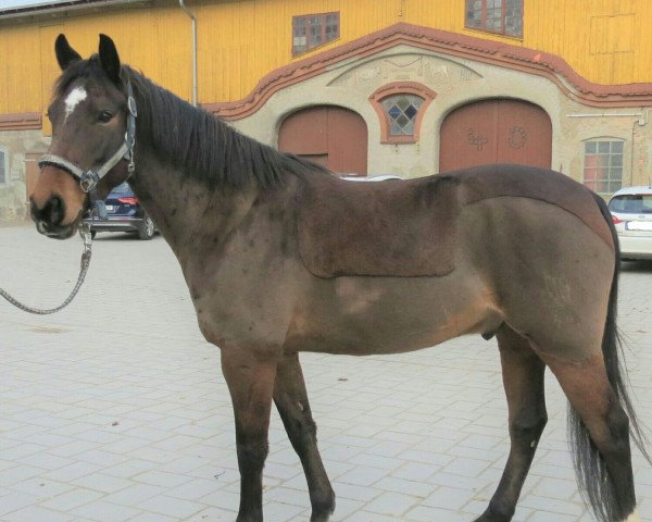dressage horse Cinzano's Ganove (German Riding Pony, 2012, from Ginger 556)