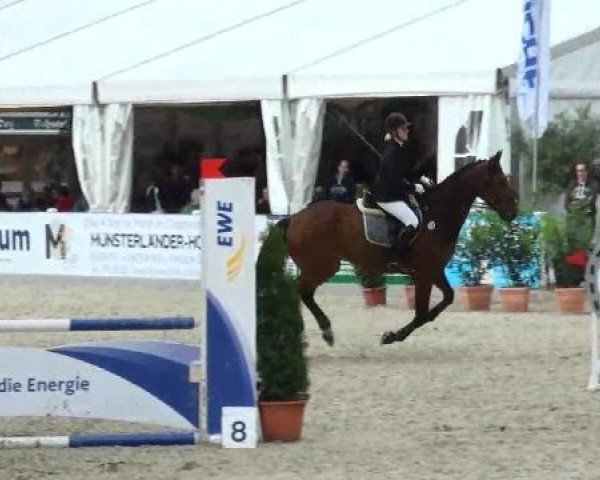 jumper Albert 41 (Hanoverian, 1996, from Acord II)