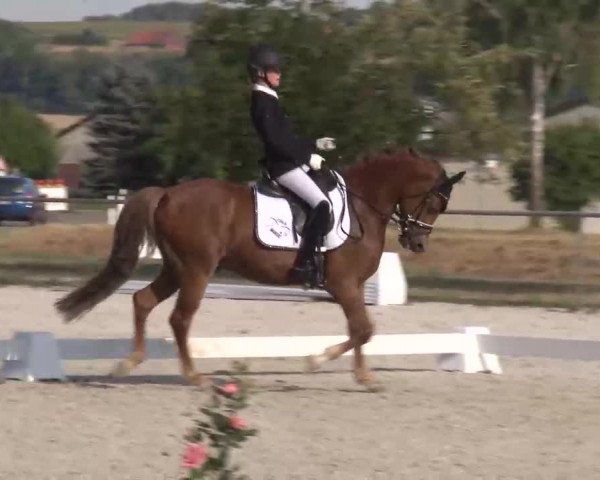 Reitturnier Rot am See- Musdorf 2022