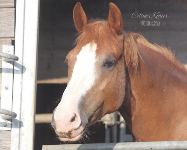 jumper Martine II (Holländisches riding ponies, 2012, from Unbekannt Pony)