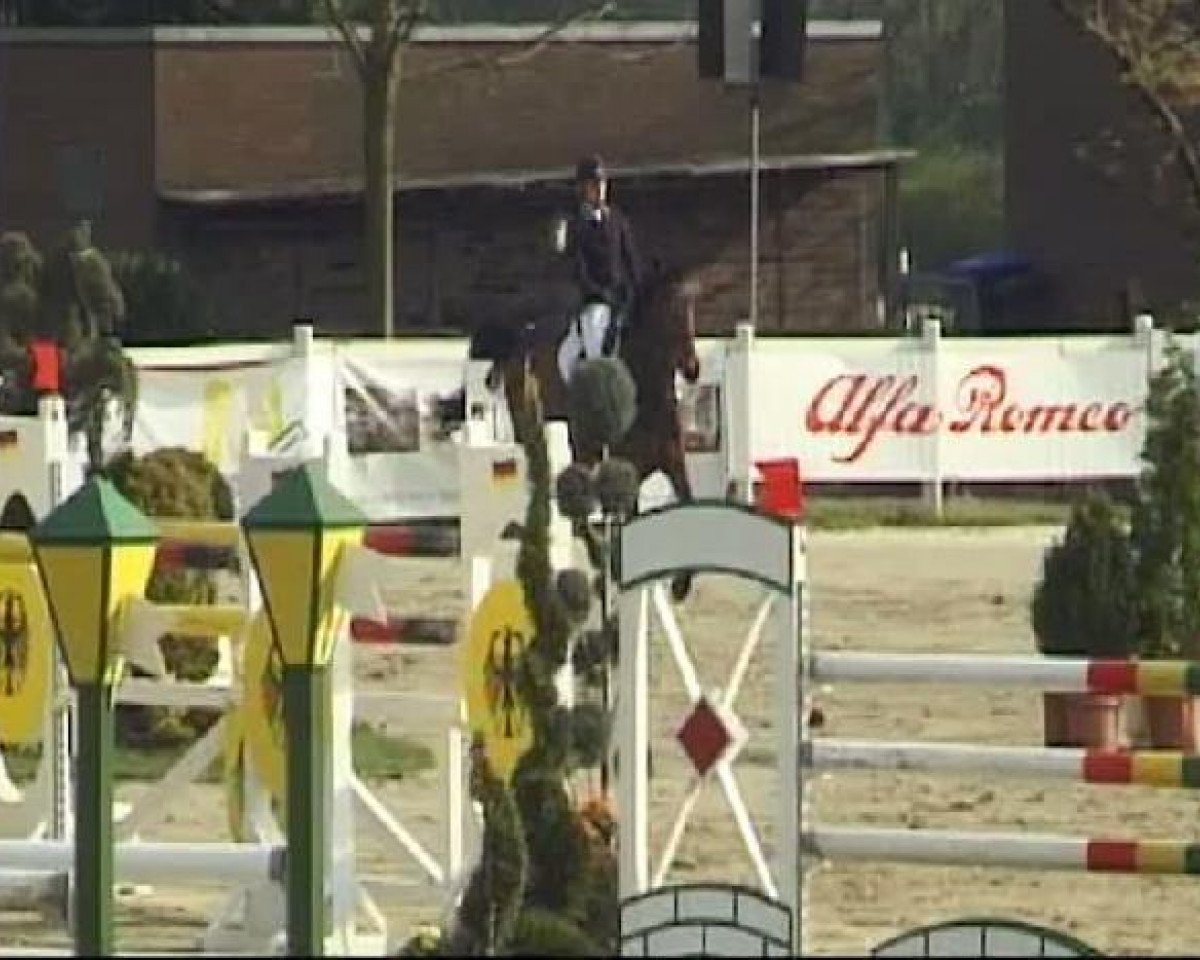 Springpferd Ziezoo (KWPN (Niederländisches Warmblut), 2004, von Sam R)