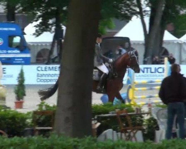 jumper Curti Cool (Hanoverian, 2006, from Contendro I)