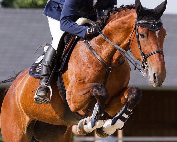 broodmare Laskaja O (Westphalian, 2005, from Lenardo)