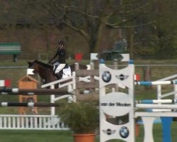 Springpferd Cooky 7 (Westfale, 2004, von Collin L)