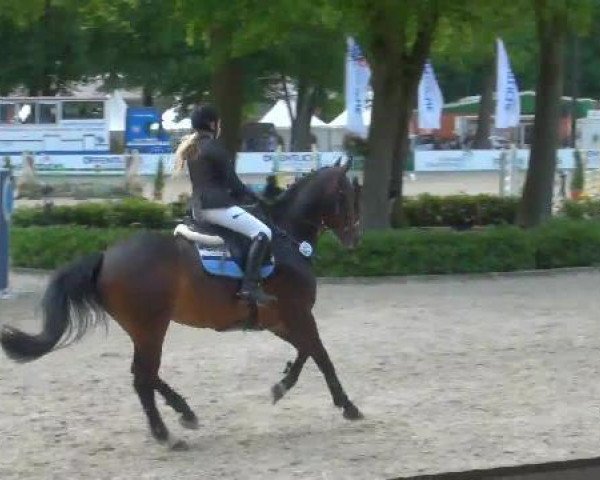jumper Con Royal B (Oldenburg show jumper, 2004, from Contendro I)