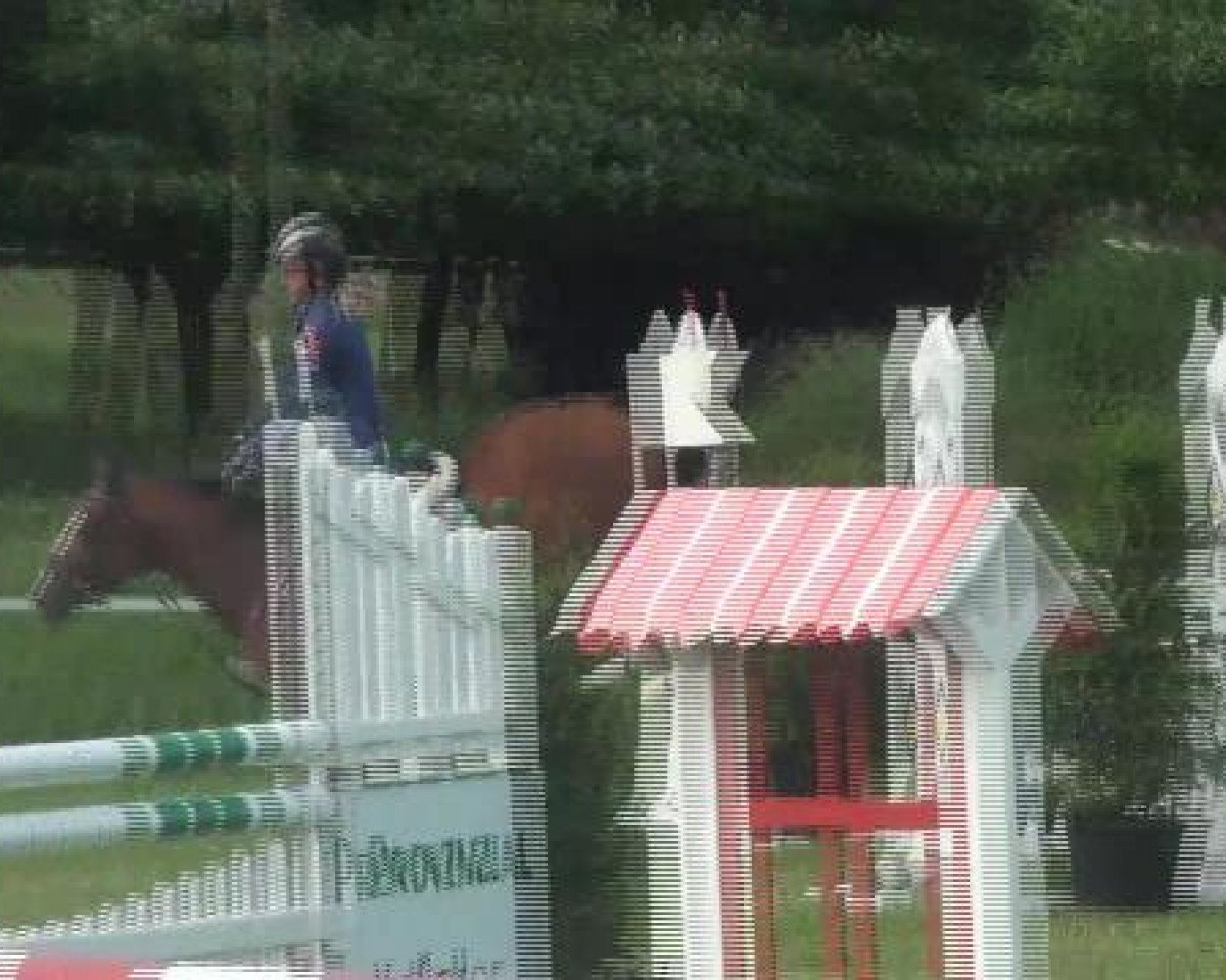 Springpferd Pamina 418 (Deutsches Reitpony, 2004, von Principal Boy)