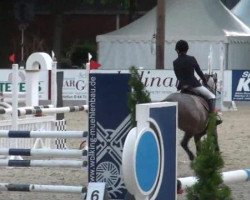 jumper Mad Max 69 (German Riding Pony, 2007, from Machno Carwyn)