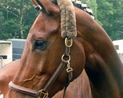 horse Rontondaro (Westphalian, 2004, from Roh Magic)