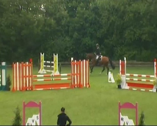 Springpferd Belucci da Roma (KWPN (Niederländisches Warmblut), 2006, von Montender)