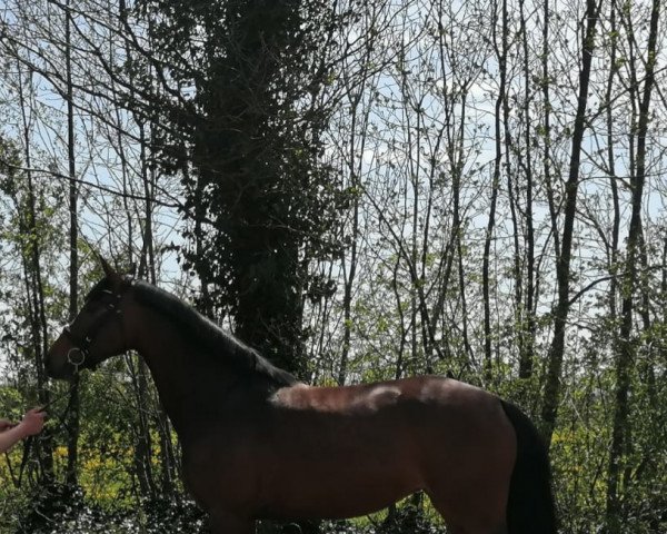 broodmare La Luna (Holsteiner, 2018, from Uriko) broodmare La Luna (Holsteiner, 2018, from Uriko)