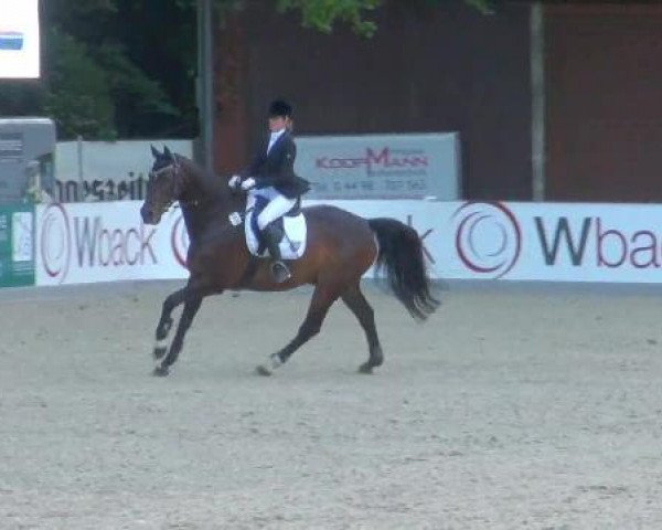 jumper Contino 12 (Hanoverian, 1982, from Rouletto)