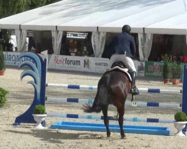 jumper Conchobhar (Hanoverian, 2007, from Count Grannus)