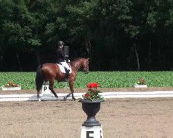 dressage horse Quentin Tarentino 3 (Oldenburg, 2008, from Quaterback)