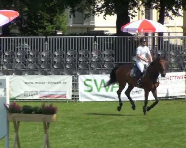 Springpferd Landato 7 (Oldenburger, 2005, von Landfürst)