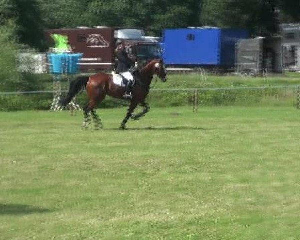 jumper Summertime Blues (Hanoverian, 2006, from San Brasil)