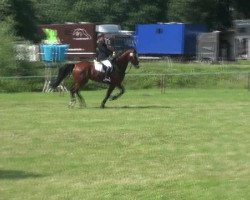 jumper Summertime Blues (Hanoverian, 2006, from San Brasil)