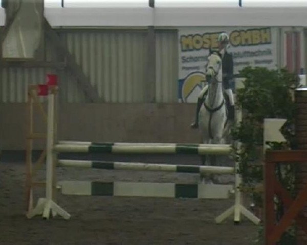 jumper Salido 8 (Hanoverian, 2004, from Scarlatti)