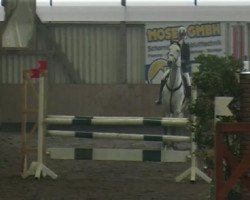 jumper Salido 8 (Hanoverian, 2004, from Scarlatti)