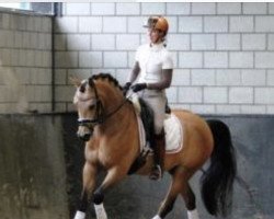 Pferd Reduster Martin (KWPN (Niederländisches Warmblut), 2008, von De Goede Ree's Metall)