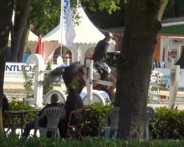 jumper Fantast 290 (Hanoverian, 2004, from Fishermans Friend)
