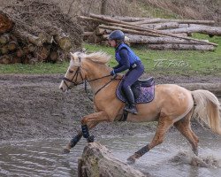 jumper Spirit 378 (KWPN (Royal Dutch Sporthorse), 2013)