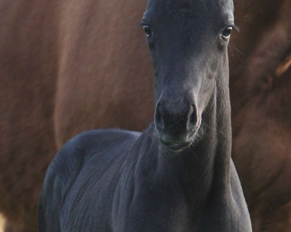 broodmare Faye (Westphalian, 2012, from Fürstenball)