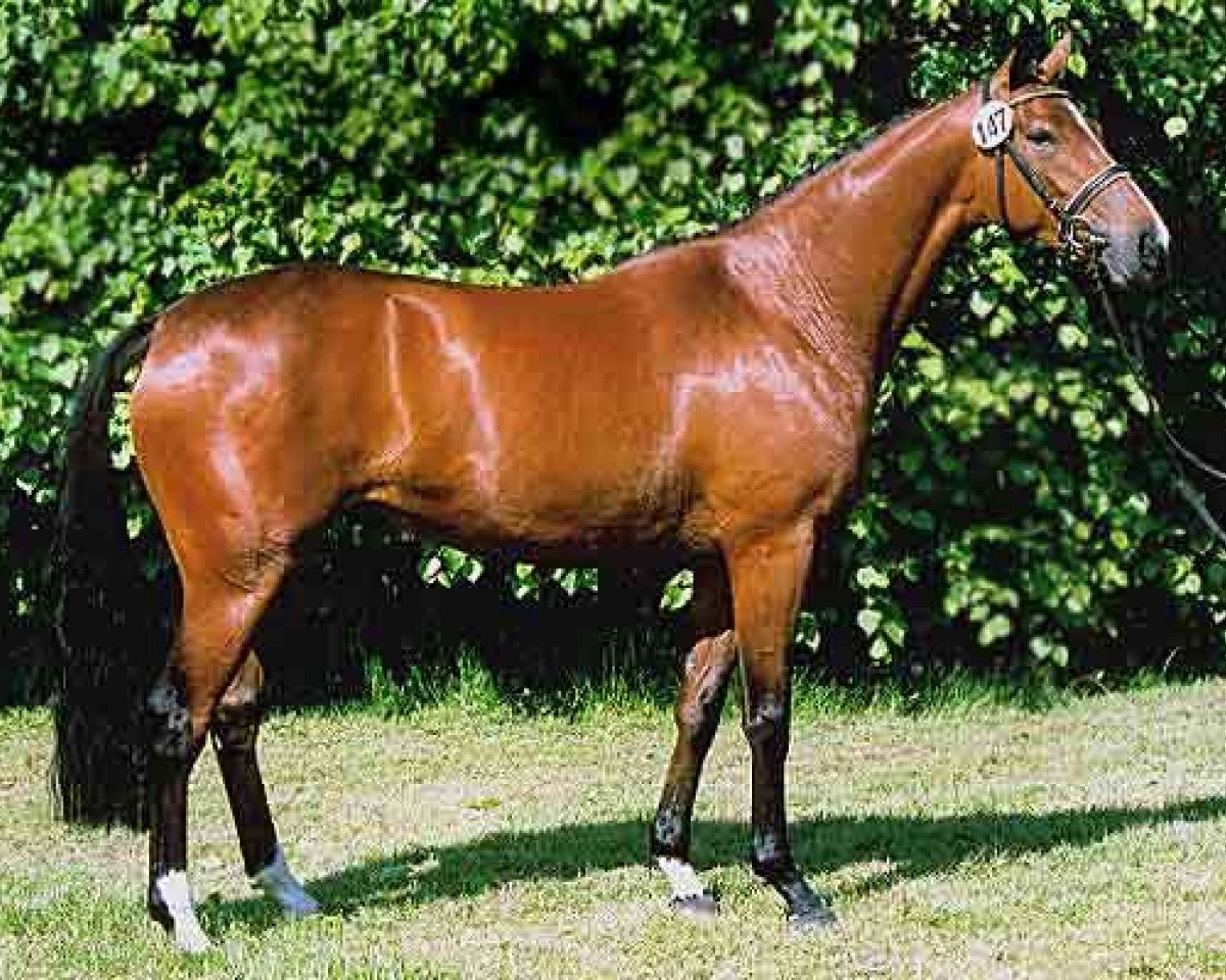 Fattrice Catania Lady-M (Trakehner, 2001, di Finley M)