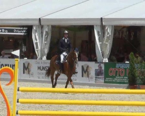 Springpferd Luis B (Oldenburger, 2007, von Böckmanns Lazio)