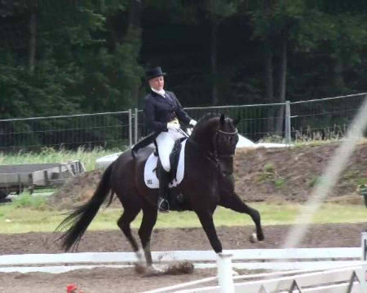 Deckhengst Sirlano (Hannoveraner, 2005, von Sir Donnerhall I)