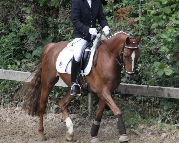 dressage horse Dawson's Creek (German Riding Pony, 2005, from Dornik B)