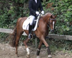 Dressurpferd Dawson's Creek (Deutsches Reitpony, 2005, von Dornik B)