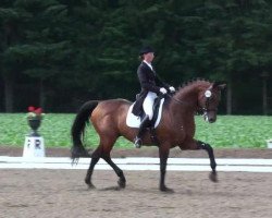 dressage horse Kavaler (Trakehner, 2000)