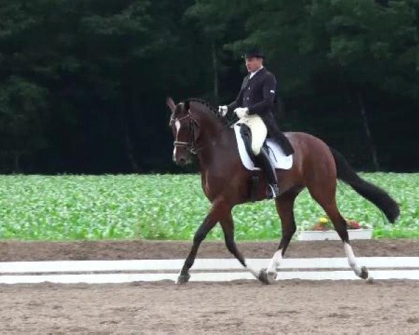 Pferd Duvon 2 (Westfale, 2003, von Dimension)