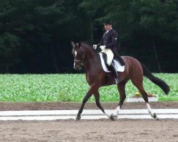 horse Duvon 2 (Westphalian, 2003, from Dimension)