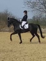 dressage horse Delantero W (Hanoverian, 2014, from Destano)
